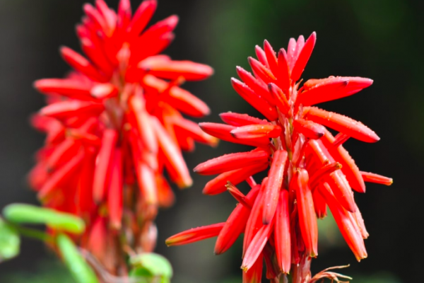 एलोवेरा के फूल: Aloe Vera Flower in Hindi