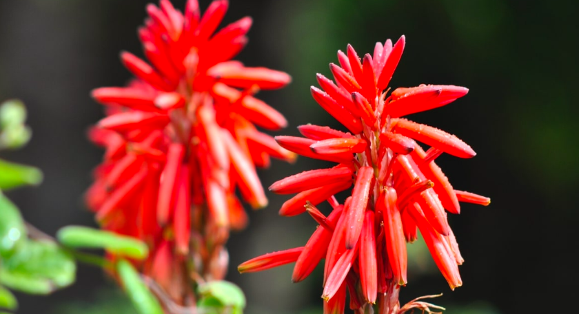 एलोवेरा के फूल: Aloe Vera Flower in Hindi