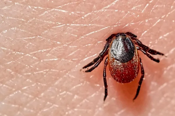 लाइम रोग: इसके लक्षण, कारण और रोकथाम | Lyme Disease in Hindi